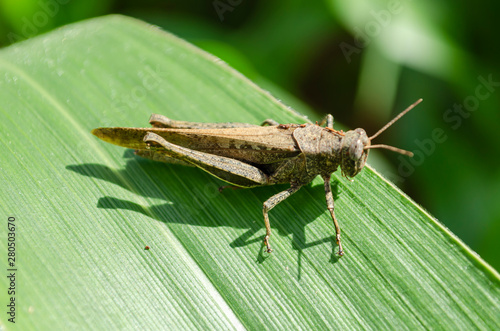 Brown Grasshopper on Green Corn Leaf