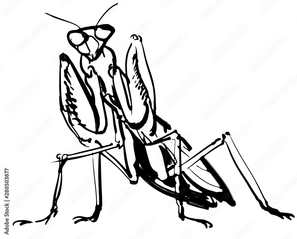 カマキリ Stock イラスト Adobe Stock