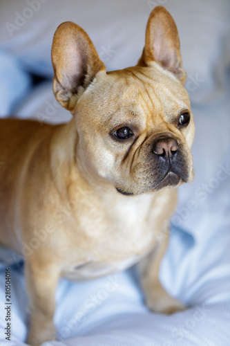 Frenchie sitting on the bed. Young Male French Bulldog Looking Away from the Camera.