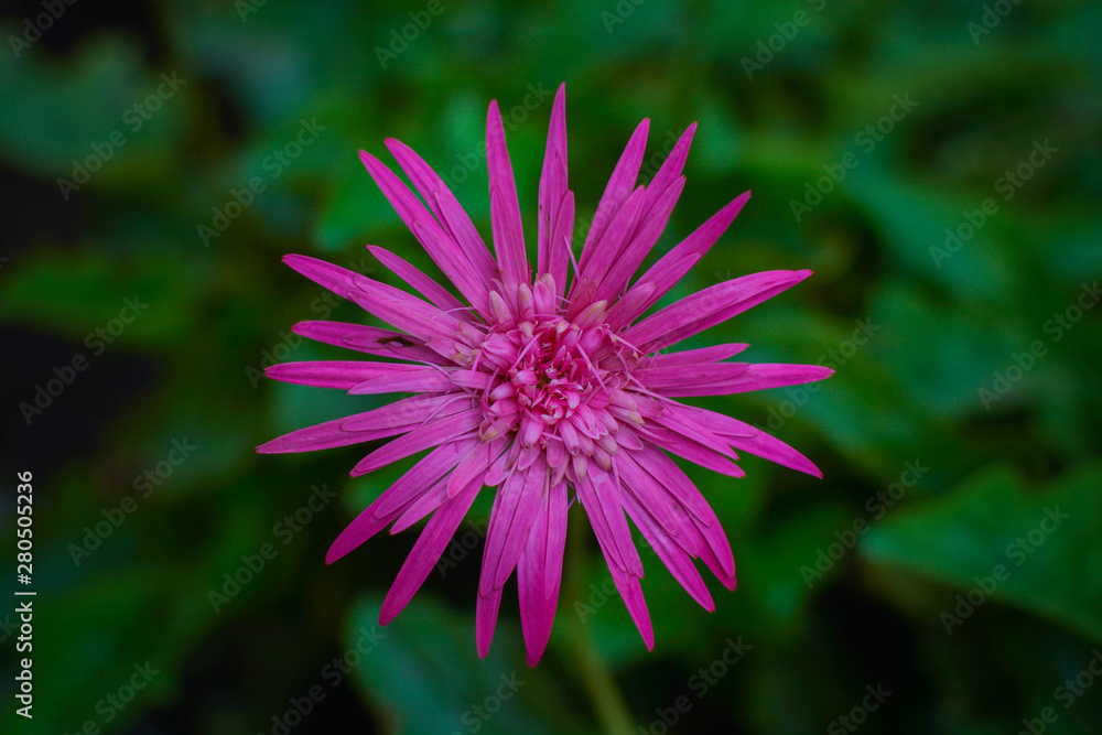 Obraz premium Hairbrush Flower