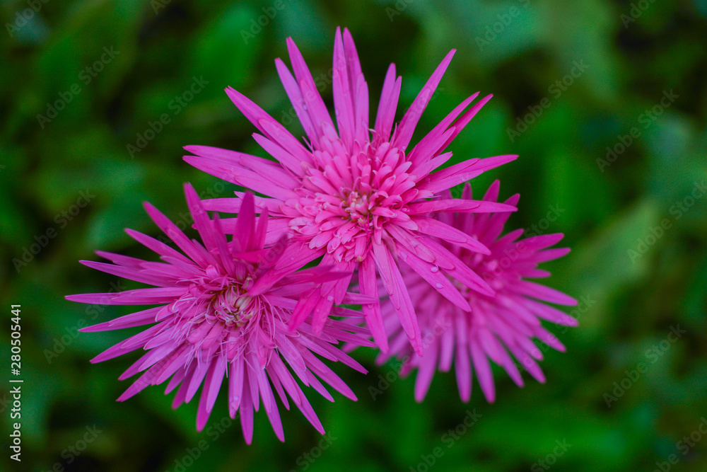 Hairbrush Flower Hairbrush Flower