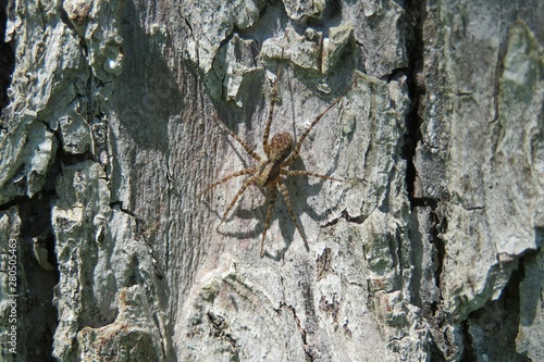 Spider tarantula on a tree