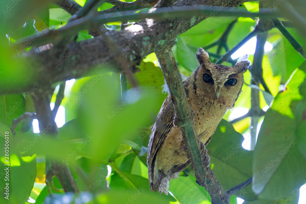 The owl is looking this way. During the daytime mattresses in the orchard's gardeners. The owl is looking this way. During the daytime mattresses in the orchard's gardeners.