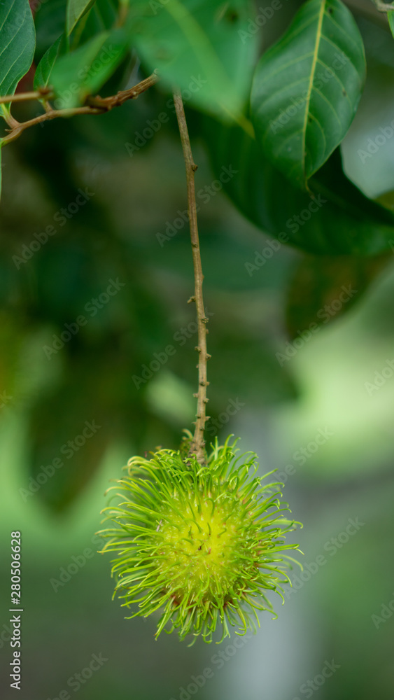 Nasarn school rambutan is most delicious rambutan in Thailand Nasarn school rambutan is most delicious rambutan in Thailand