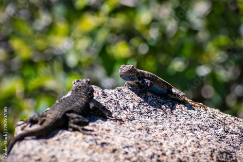 Two Blue bellied lizards (Sceloporus occidentalis) having a confrontation on a rock, Yosemite National Park, California © Sundry Photography