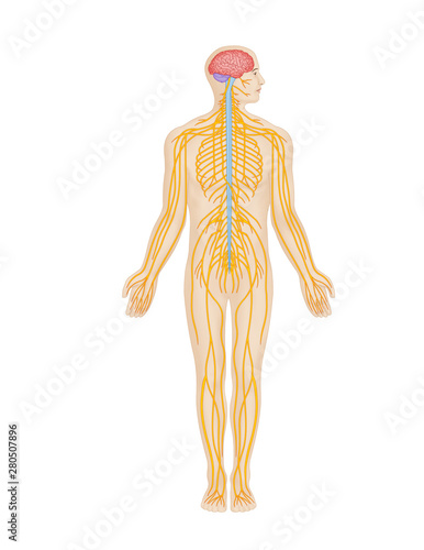 Nervous System, Central nervous system, Peripheral nervous system, Autonomic nervous system, photo