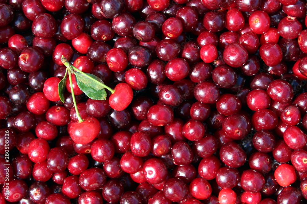 Texture image of fresh summer berries of ripe juicy cherry