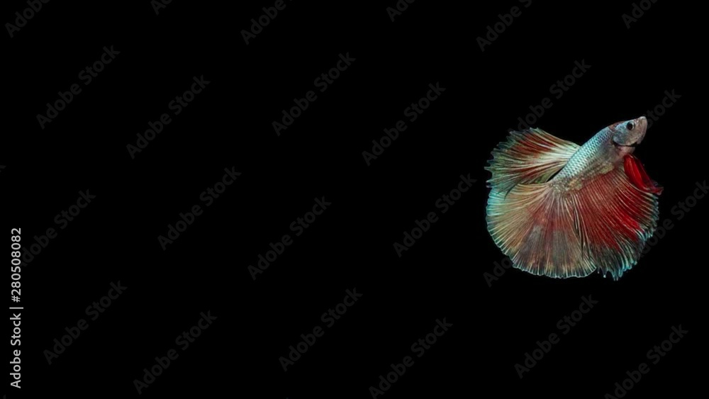 Super slow motion of Siamese fighting fish (Betta splendens), well known name is Plakat Thai Super slow motion of Siamese fighting fish (Betta splendens), well known name is Plakat Thai