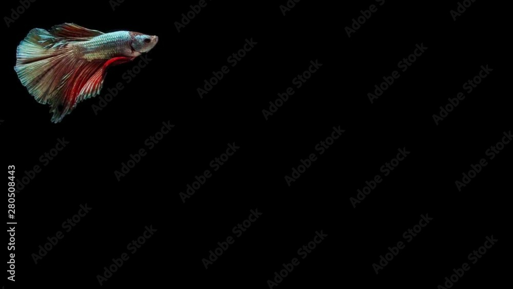 Super slow motion of Siamese fighting fish (Betta splendens), well known name is Plakat Thai Super slow motion of Siamese fighting fish (Betta splendens), well known name is Plakat Thai