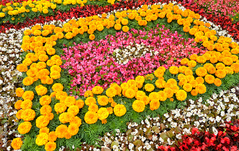 beautiful flower bed. colorful begonia and marigold (Тagetes) flowers in  Decorative flower bed in garden landscaping. festival "Flower Jam" in  Moscow. floristry, art landscape design concept Stock Photo | Adobe Stock