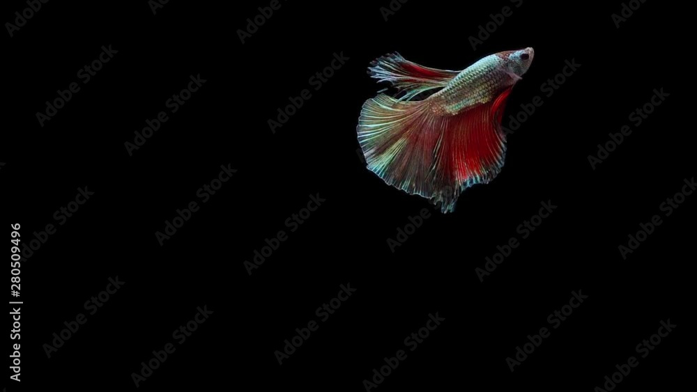 Super slow motion of Siamese fighting fish (Betta splendens), well known name is Plakat Thai Super slow motion of Siamese fighting fish (Betta splendens), well known name is Plakat Thai
