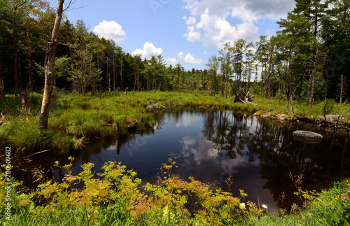 looking at small pond with beaver home and refelections trees and clouds