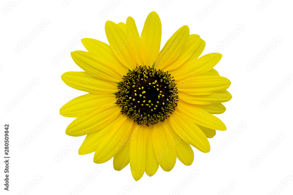 Yellow chrysanthemum isolated on white background Yellow chrysanthemum isolated on white background