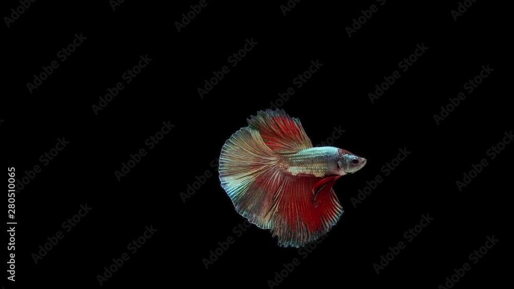 Super slow motion of Siamese fighting fish (Betta splendens), well known name is Plakat Thai Super slow motion of Siamese fighting fish (Betta splendens), well known name is Plakat Thai