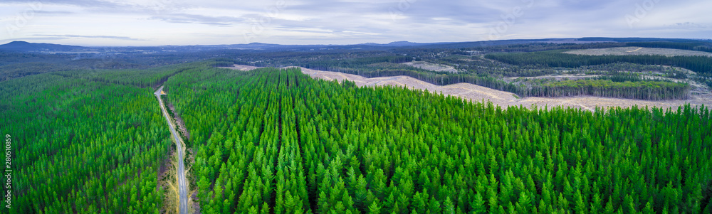 Wide aerial panorama of road passing through pine trees plantation in Australia Wide aerial panorama of road passing through pine trees plantation in Australia