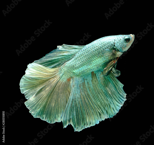 Fotografía Blue and silver Betta fish,Siamese fighting fish,siamese fighting fish betta spl