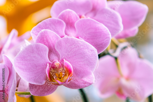 Extreme closeup of beautiful pink orchid on blurred background