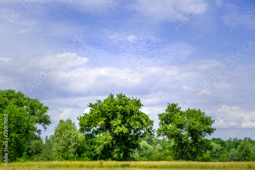 Green trees under blue sky - minimalist landscape
