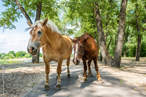 Two beautiful horses in a park in Gomel, Belarus
