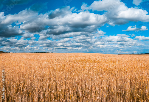 Tranquil landscape of vivid yellow wheat field under cloudy sky