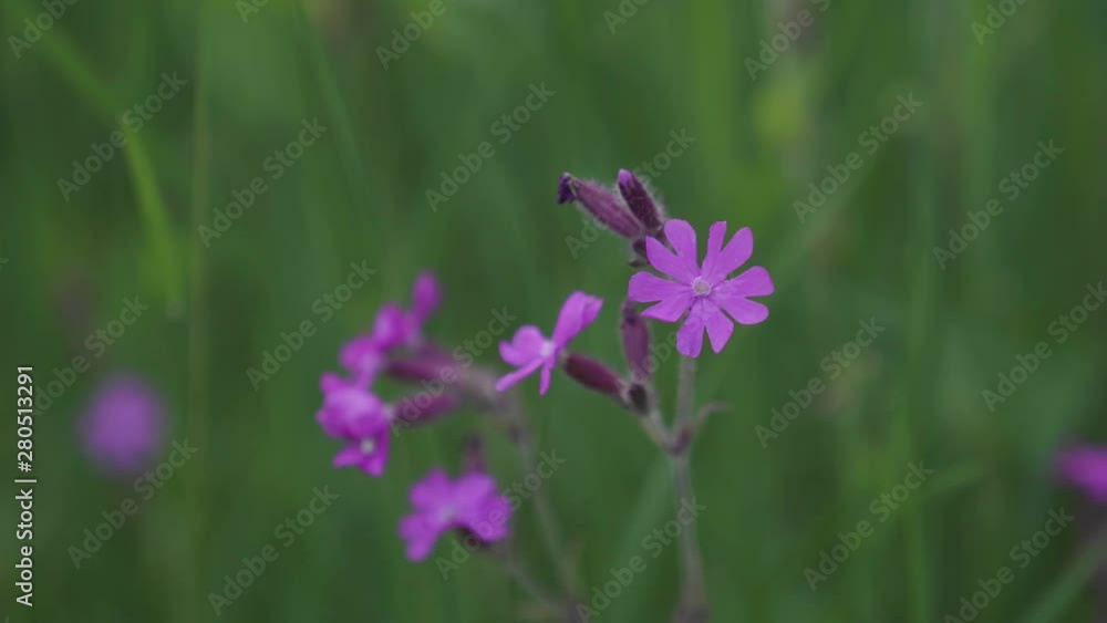 Cinematic close-up view of a red campion flower, revealing a small white spider in one of the flowers Cinematic close-up view of a red campion flower, revealing a small white spider in one of the flowers