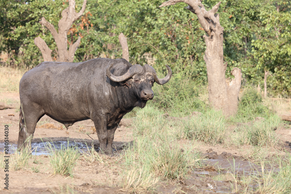 Obraz premium Kaffernbüffel / Buffalo / Syncerus caffer