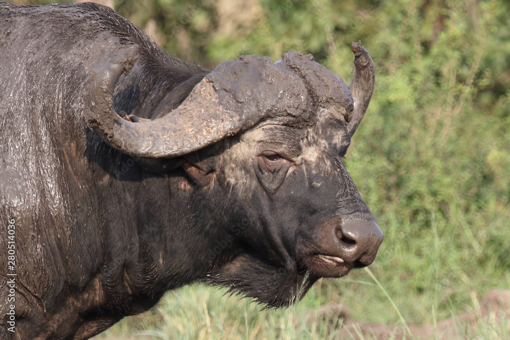 Obraz premium Kaffernbüffel / Buffalo / Syncerus caffer