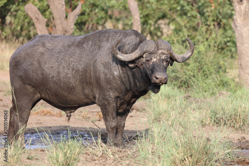 Kaffernbüffel / Buffalo / Syncerus caffer