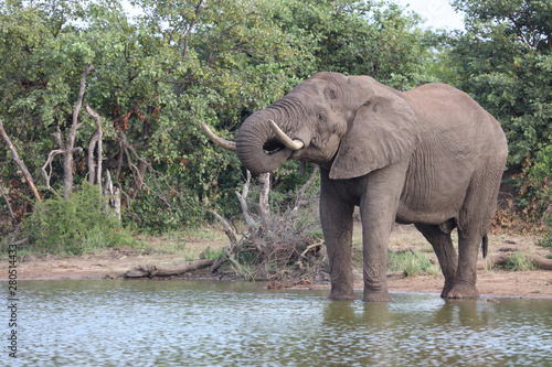 Afrikanischer Elefant   African elephant   Loxodonta africana