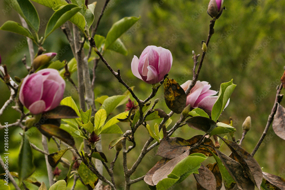 Fototapeta premium pink magnolia flower