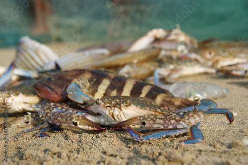 floating blue crab. a floating crab sits on a beach at low tide