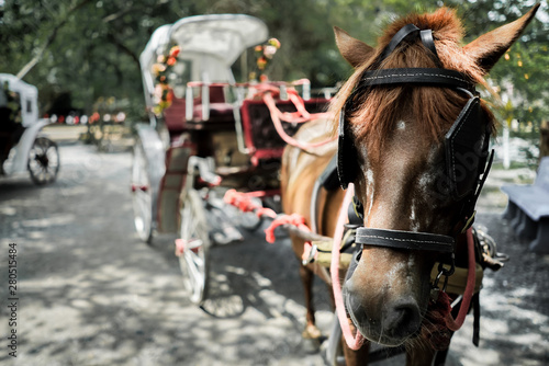 close up of Carriage horse in the city
