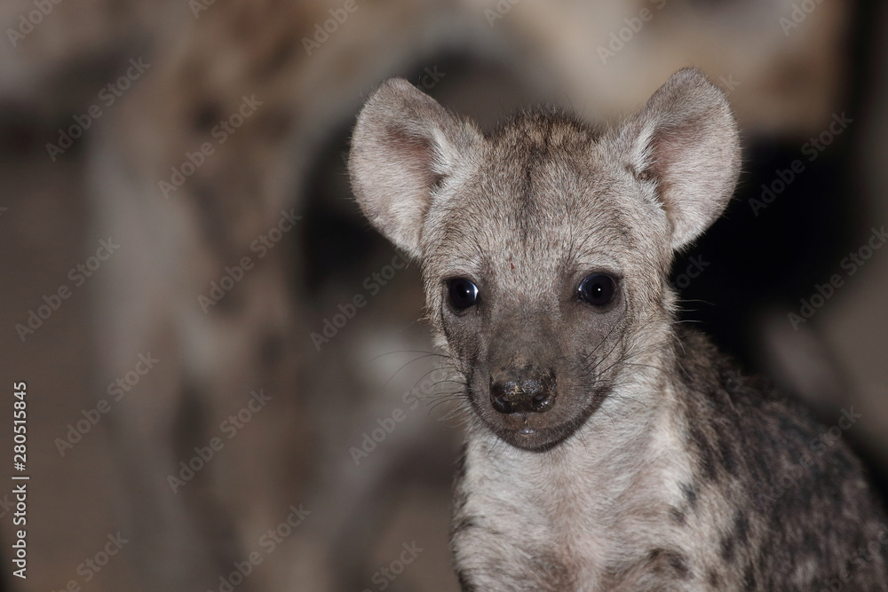 Tüpfelhyäne / Spotted Hyaena / Crocuta crocuta. Tüpfelhyäne / Spotted Hyaena / Crocuta crocuta.