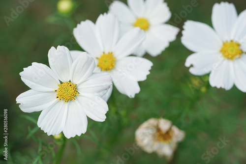 Close Up of white flower Selective Focus