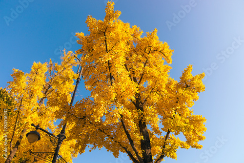 Ginkgo trees on blue sky. Yellow ginkgo leaves of autumn season. 