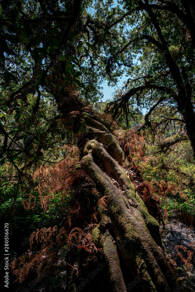 Obraz premium Tropical Rainforest, green jungle Landscape