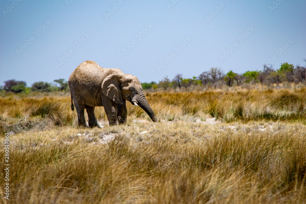 Fototapeta premium 2018-10 Namibia
