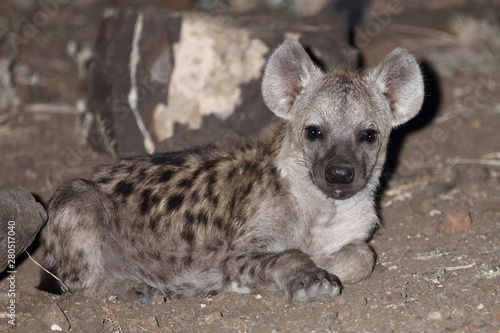 Tüpfelhyäne / Spotted Hyaena / Crocuta crocuta.