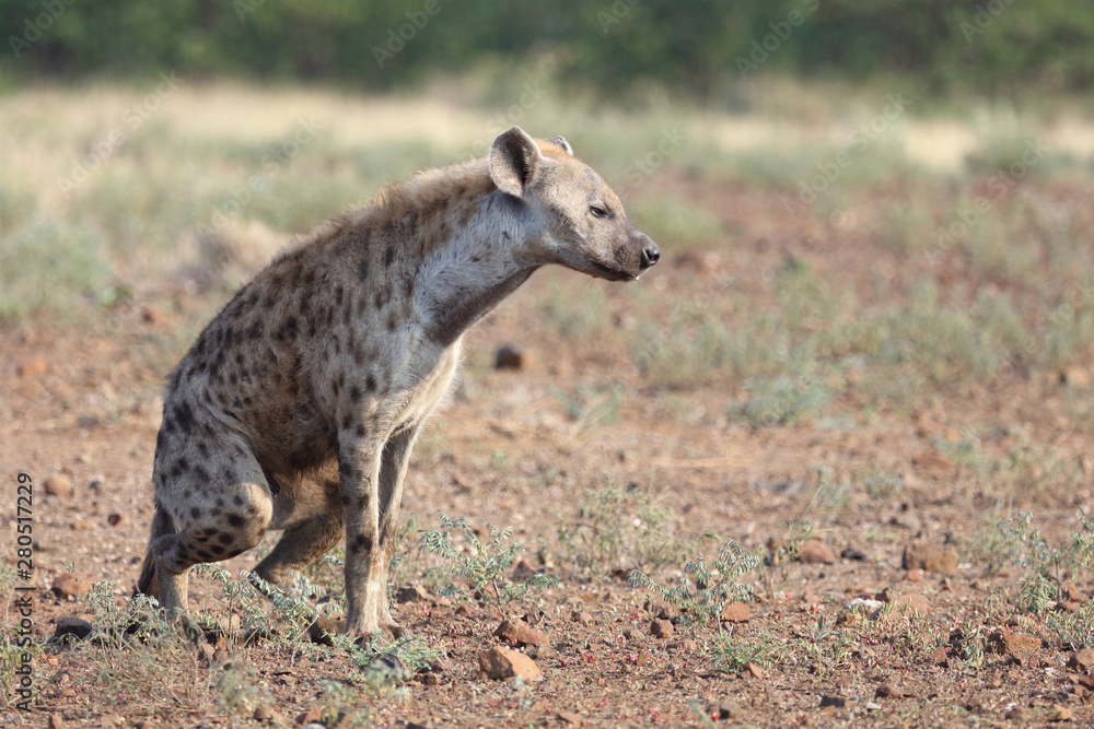 Obraz premium Tüpfelhyäne / Spotted hyaena / Crocuta crocuta