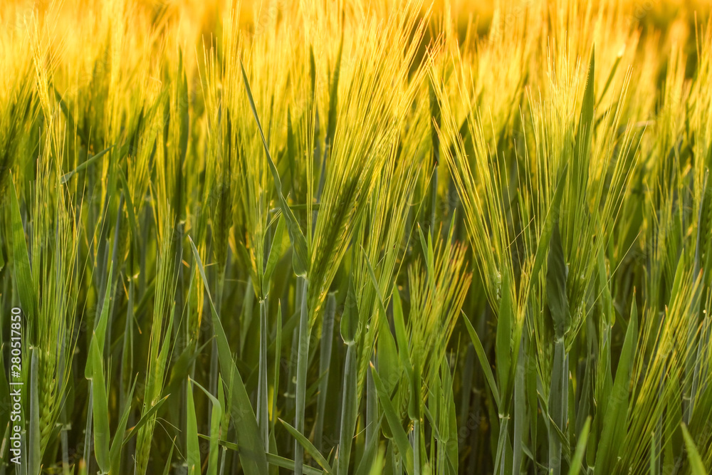 Beautiful wheat field in spring, closeup Beautiful wheat field in spring, closeup
