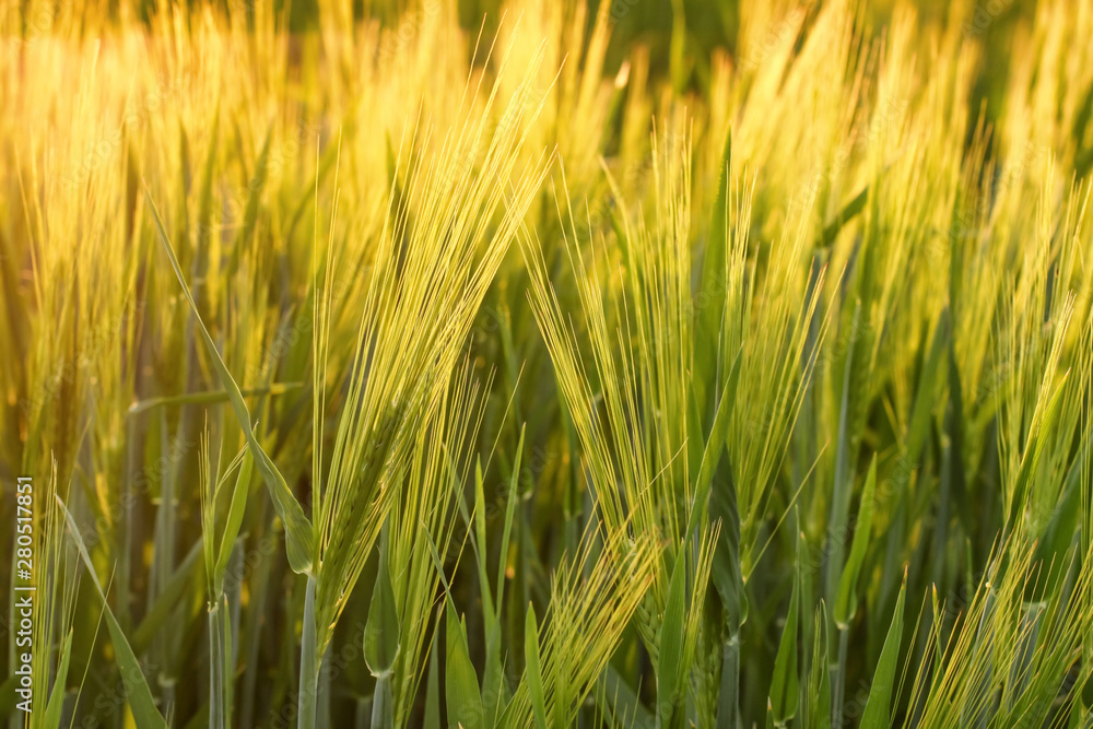 Beautiful wheat field in spring, closeup Beautiful wheat field in spring, closeup
