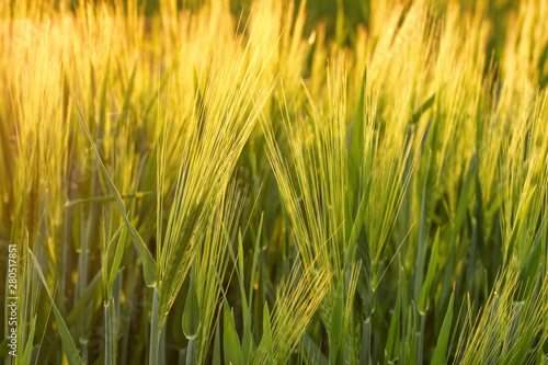 Beautiful wheat field in spring  closeup
