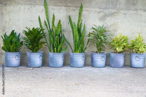 A row of potted plants outside to collect sunshine
