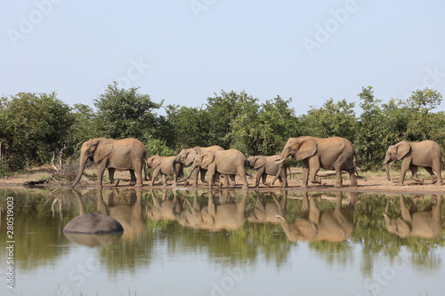 Afrikanischer Elefant / African elephant / Loxodonta africana