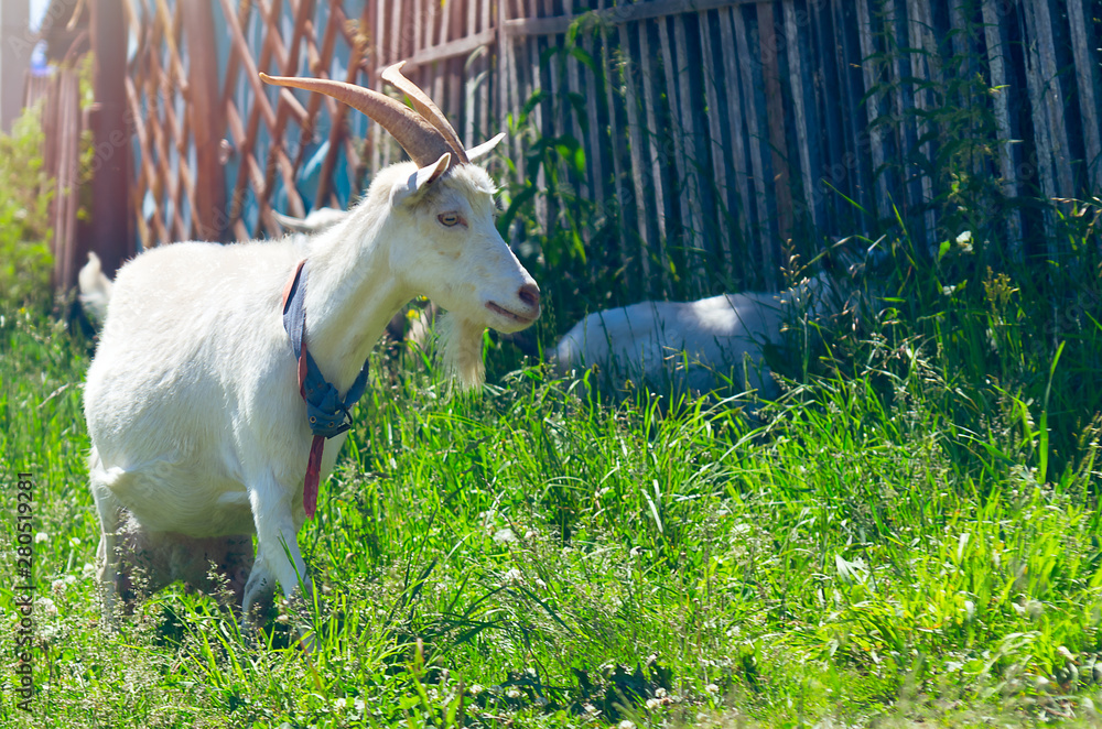 The Domestic White Nanny Goat or Doe (Capra Aegagrus Hircus) with Handmade Collar Walking Along the Fence in Rural Area While a Goat Kid Hiding in the Shade on a Sunny Summer Day.