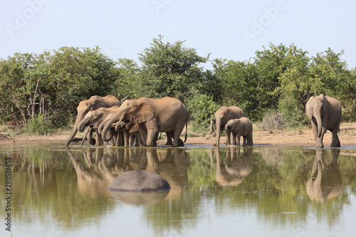 Afrikanischer Elefant / African elephant / Loxodonta africana © Ludwig