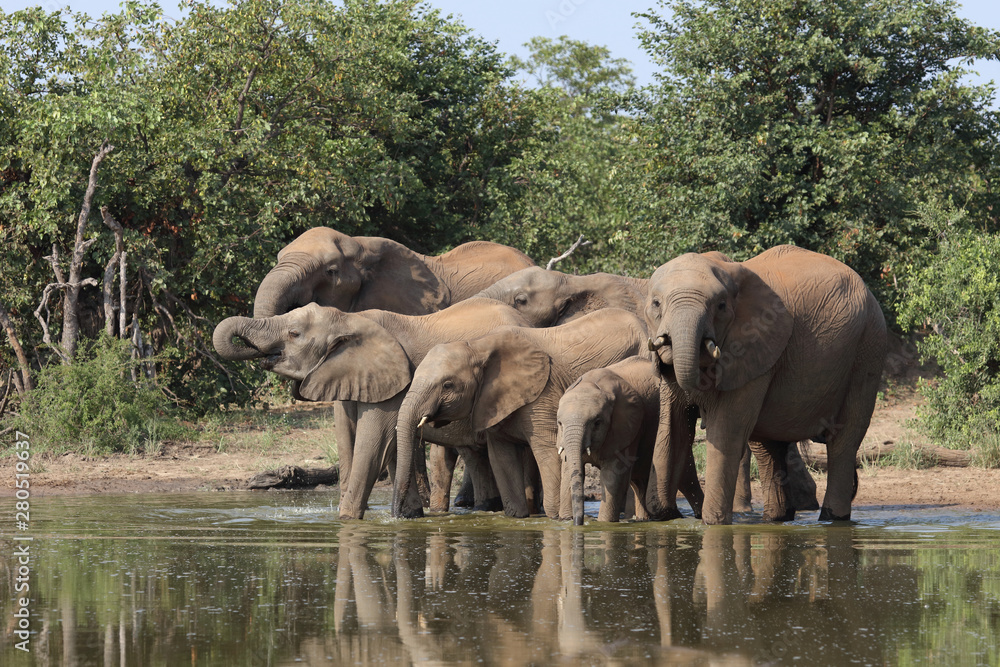 Fototapeta premium Afrikanischer Elefant / African elephant / Loxodonta africana