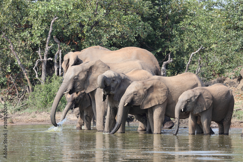 Fototapeta premium Afrikanischer Elefant / African elephant / Loxodonta africana