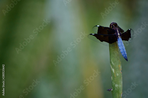 blue dragonfly with black wings perches on tip of plant