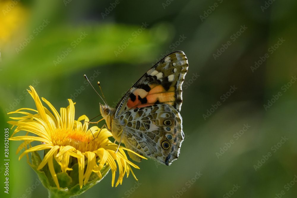 Allphotokz Butterflies 20190722 0162 D810 Allphotokz Butterflies 20190722 0162 D810